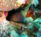 Dive in an underwater wonderland Nusa Lembongan, bali.
