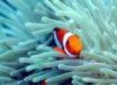 Tropical fish, Nusa Lembongan, Bali